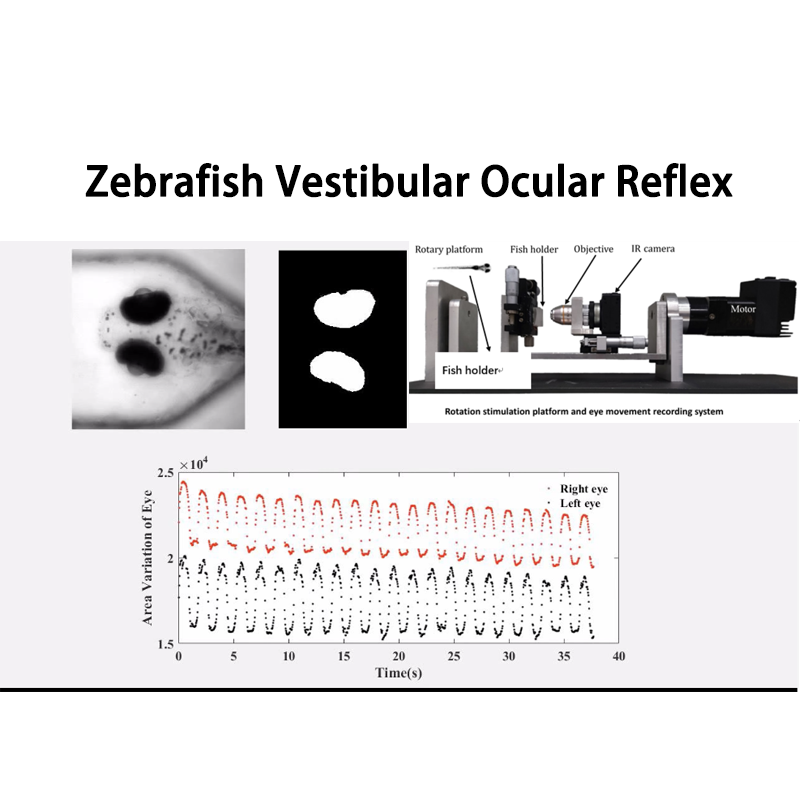 Sistema tal-Ittestjar tar-Riflessi Okulari Vestibulari Zebrafish